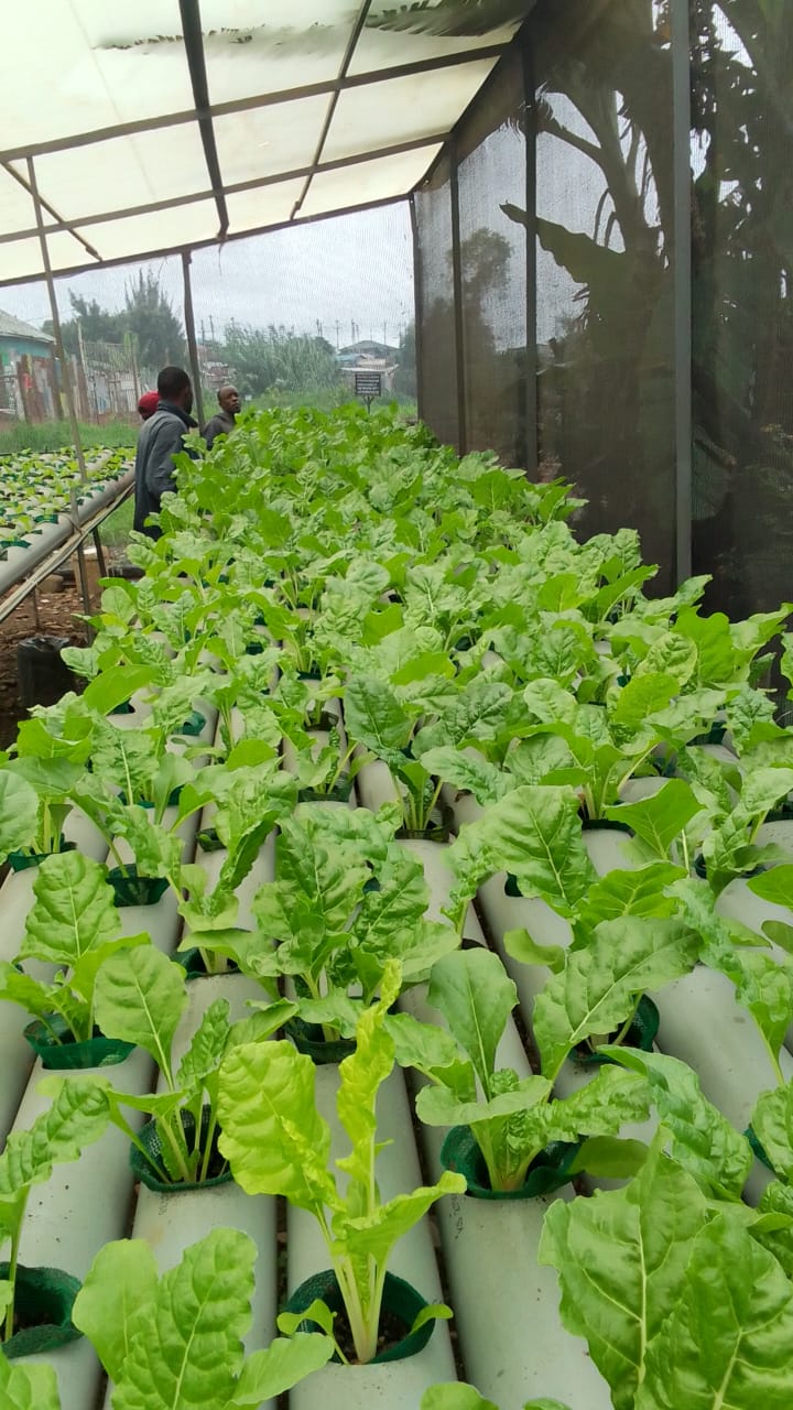 hydroFarm
